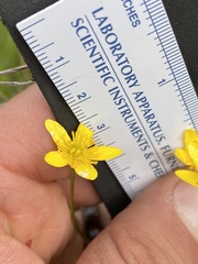 Ranunculus occidentalis occidentalis