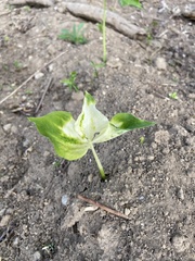 Uromyces ari-triphylli