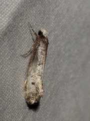 Tinea occidentella