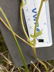 Ranunculus occidentalis occidentalis
