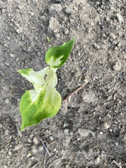 Uromyces ari-triphylli