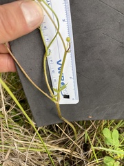 Ranunculus occidentalis occidentalis