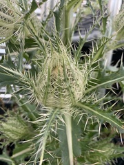 Cirsium horridulum