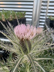 Cirsium horridulum