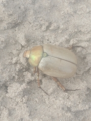 Cotalpa subcribrata