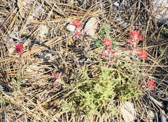Castilleja martini