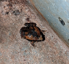 Microhylinae
