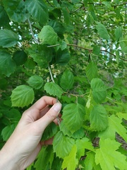 Crataegus holmesiana