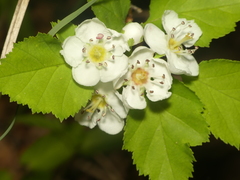 Crataegus intricata