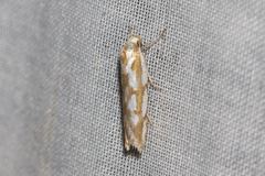 Myrascia bracteatella