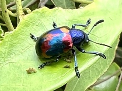 Platycorynus undatus