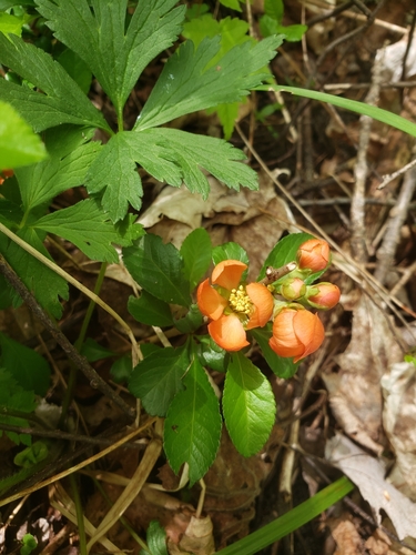 Chaenomeles japonica