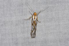 Myrascia bracteatella