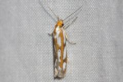 Myrascia bracteatella