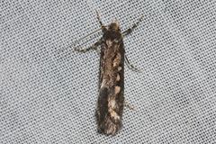 Pachybela maculisarca