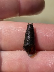 Pleurocera pyrenella