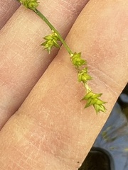 Carex atlantica atlantica
