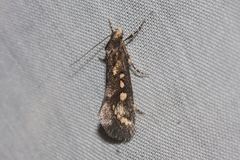 Pachybela maculisarca