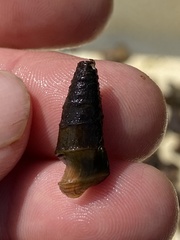 Pleurocera pyrenella