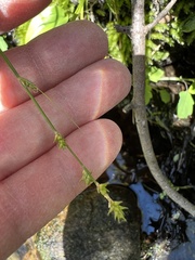Carex atlantica atlantica