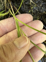 Carex atlantica atlantica