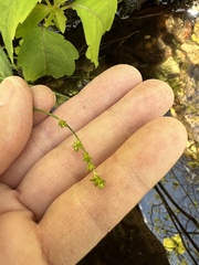 Carex atlantica atlantica