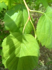 Crataegus holmesiana