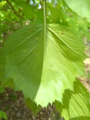 Crataegus holmesiana