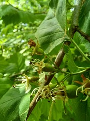 Crataegus holmesiana