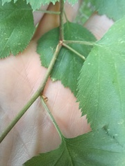 Crataegus holmesiana