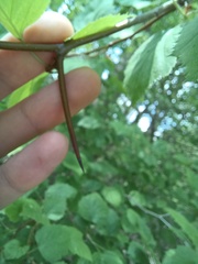 Crataegus holmesiana