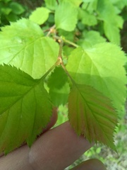 Crataegus holmesiana