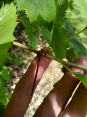Crataegus holmesiana