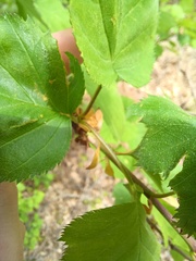 Crataegus holmesiana
