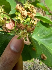 Crataegus holmesiana