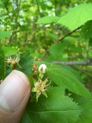 Crataegus holmesiana
