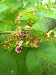 Crataegus holmesiana