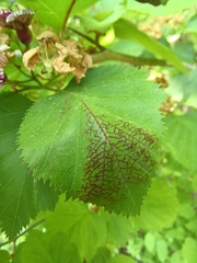 Crataegus holmesiana
