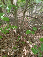 Crataegus holmesiana