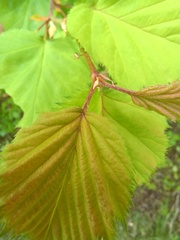 Crataegus holmesiana