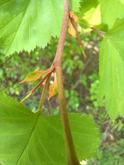 Crataegus holmesiana
