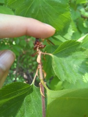 Crataegus holmesiana