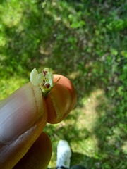 Crataegus holmesiana
