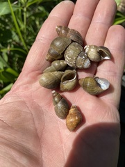 Campeloma decampi