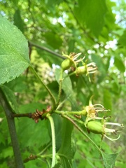 Crataegus holmesiana
