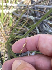 Carex triquetra