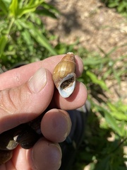 Campeloma decampi