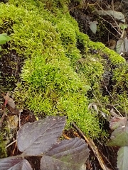 Brachythecium frigidum