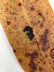 Thaumastocoris peregrinus