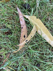 Thaumastocoris peregrinus